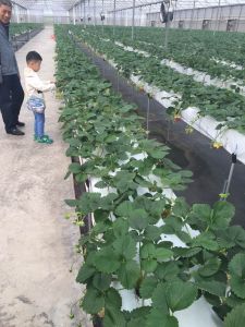 隋珠草莓