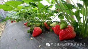 宁玉草莓