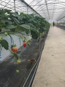 贵妃草莓